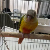 جوجه گرینچیک ۲ماهه کاملا دستی