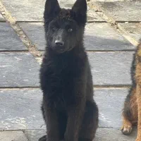 فروش توله سگ جرمن شفرد (German Shepherd) اصیل