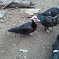 اردک اسرائیلی اردک خارجی