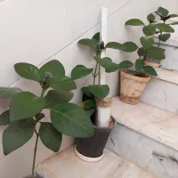 فروش گلهای آپارتمانی