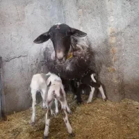 میش با سه بره اش، میش بره دار گوسفند چندقلوزا