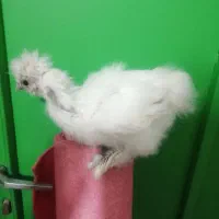 جوجه ابریشمی 2 ماهه