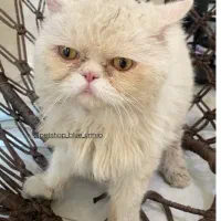 گربه پرشین نر سوپر فلت برای واگذاری