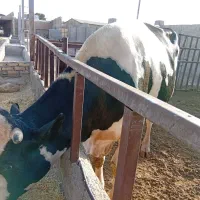 گوساله نر
