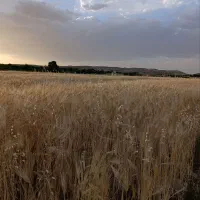 حلقه چاه دارای پروانه