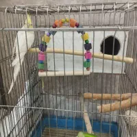 عروس هلندی نر