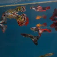 انواع ماهی آکواریوم گوپی فول کیفیت