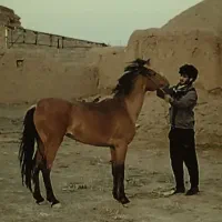 اسب|اسب و تجهیزات اسب‌سواری|جلگه رخ, |دیوار