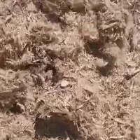 تفاله نیشکر