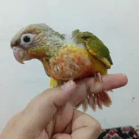 گرینچیک اناناسی  دبل رد ۴۵ روزه