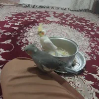 عروس هلندی یک جفت با قفس