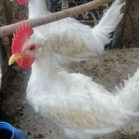 خروس سفید