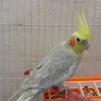 عروس هلندی