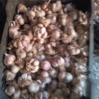 سیر خشک