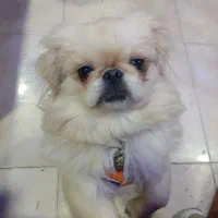 سگ پکینیز امپریال ،نر،گمشده ،