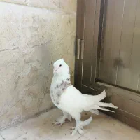 تعدادی کفتر