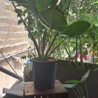 گل بابا ادم