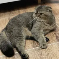 گربه