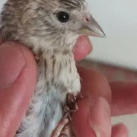 جوجه سهره قناری
