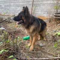 ژرمن موبلند نر