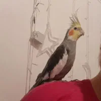 عروس هلندی نر سخنگو