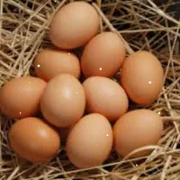 تخم مرغ محلیی