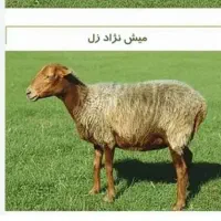 قصاب