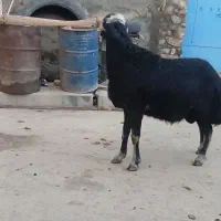 یک راس قوچ قره شال