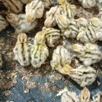 جوجه بلدرچین سه روزه