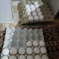 تخم بوقلمون
