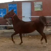 فروش یک راس مادیان