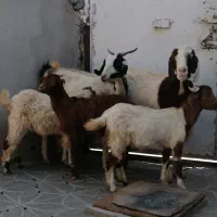 بز زاییده