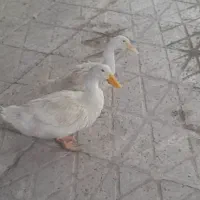 فروش اردک 4 ماه