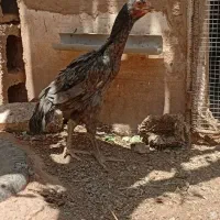 جوجه لاری