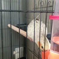 یک جفت عروس هلندی