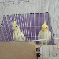 عروس هلندی