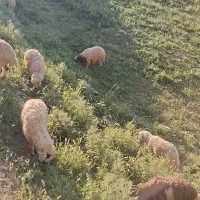بره