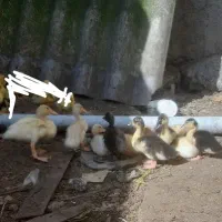 جوجه اردک دو رگه محلی گوشتی