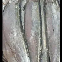 ماهی خارو جنوبی