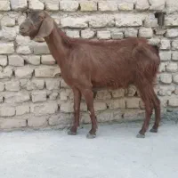بز ماده برای قربانی