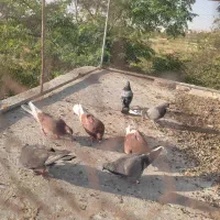 کبوتر