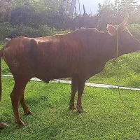 لیشه گاو چالوسی اصیل  شکم دار شیری درشت