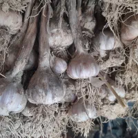 سیر محلی