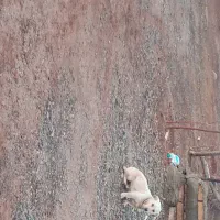 سگ پاپی|سگ|فریمان, |دیوار