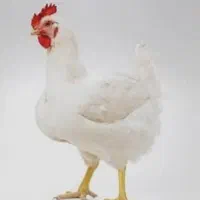 مرغ و آلایش
