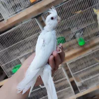 عروس هلندی نرم خور