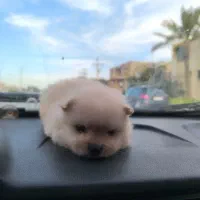 سگ پامرانین خرسی اصل