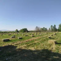 پرس شبدر