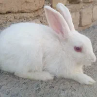 خرگوش چشم شرابی مفت