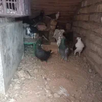کبوتر پرشی و جفتگاه
